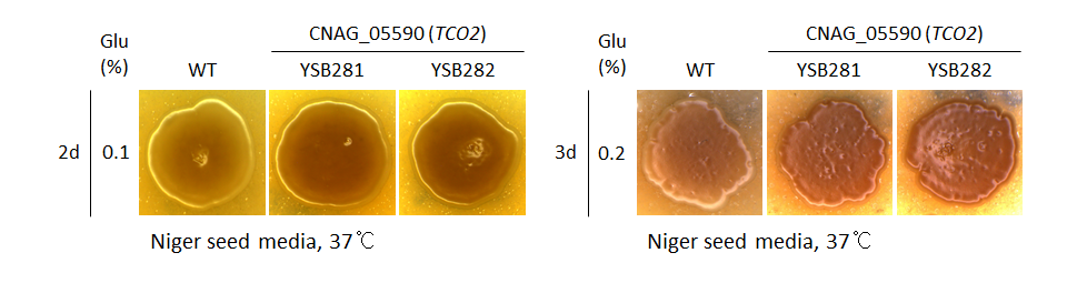 Melanin phenotype for CNAG_05590T0