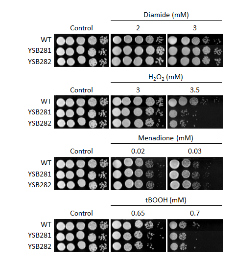 Oxidative stress phenotype for CNAG_05590T0