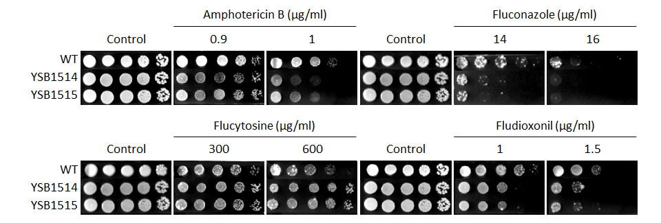 Antifungal drug susceptibility for CNAG_05600T0