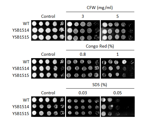 Cell wall stress phenotype for CNAG_05600T0