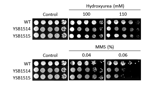 Genotoxic stress phenotype for CNAG_05600T0