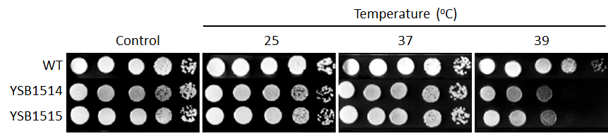 Growth phenotype for CNAG_05600T0