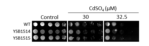 Heavy metal stress phenotype for CNAG_05600T0