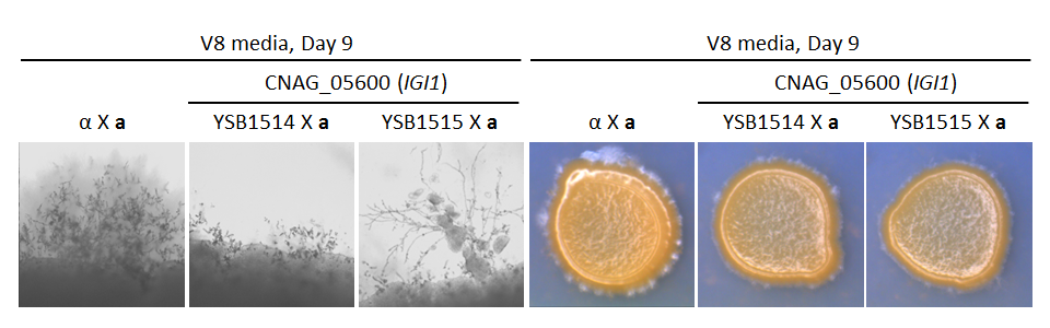 Growth phenotype for CNAG_05600T0