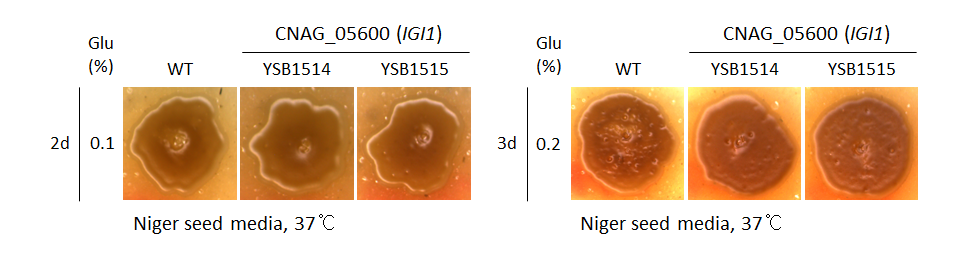 Melanin phenotype for CNAG_05600T0