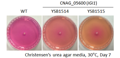 Urease phenotype for CNAG_05600T0
