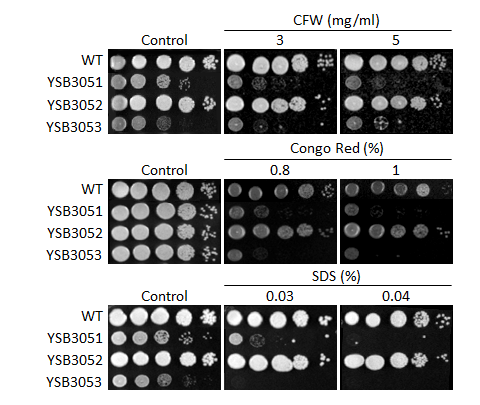 Cell wall stress phenotype for CNAG_05694T0