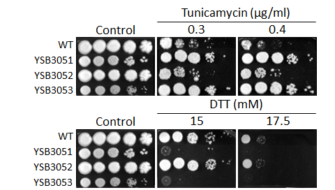 ER stress phenotype for CNAG_05694T0