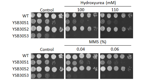 Genotoxic stress phenotype for CNAG_05694T0