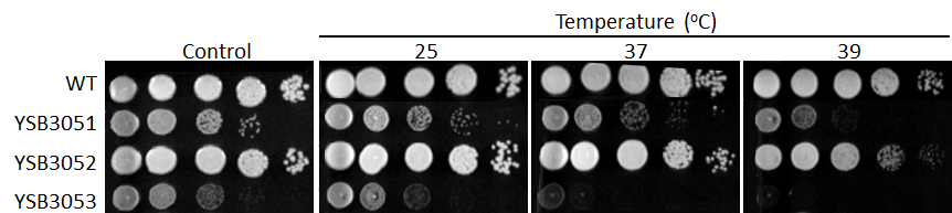 Growth phenotype for CNAG_05694T0