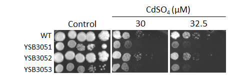 Heavy metal stress phenotype for CNAG_05694T0