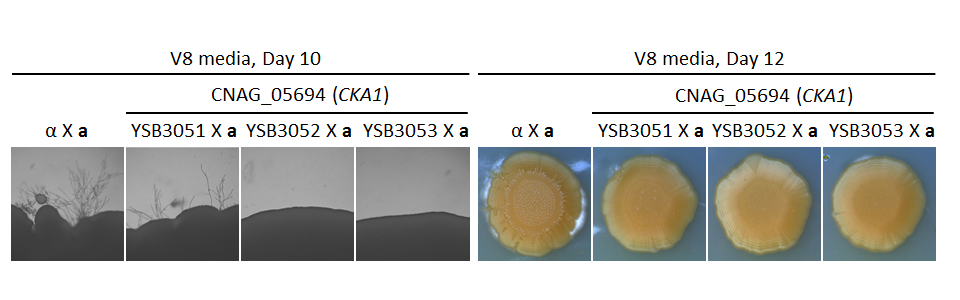 Growth phenotype for CNAG_05694T0
