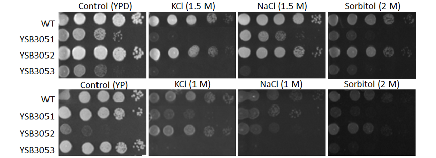 Osmotic stress phenotype for CNAG_05694T0