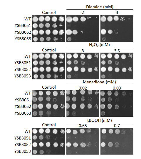 Oxidative stress phenotype for CNAG_05694T0
