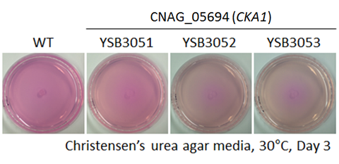 Urease phenotype for CNAG_05694T0