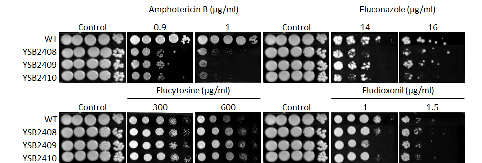 Antifungal drug susceptibility for CNAG_05753T0