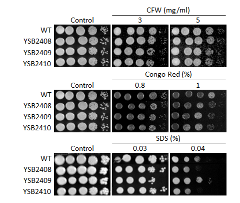Cell wall stress phenotype for CNAG_05753T0