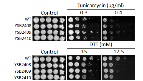 ER stress phenotype for CNAG_05753T0