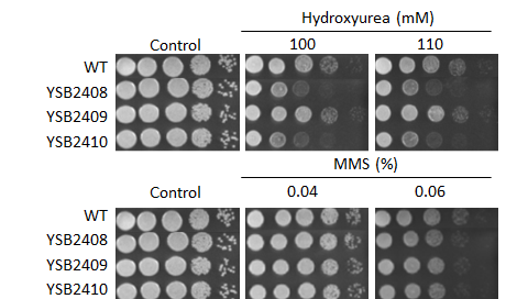 Genotoxic stress phenotype for CNAG_05753T0
