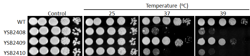 Growth phenotype for CNAG_05753T0