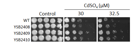 Heavy metal stress phenotype for CNAG_05753T0