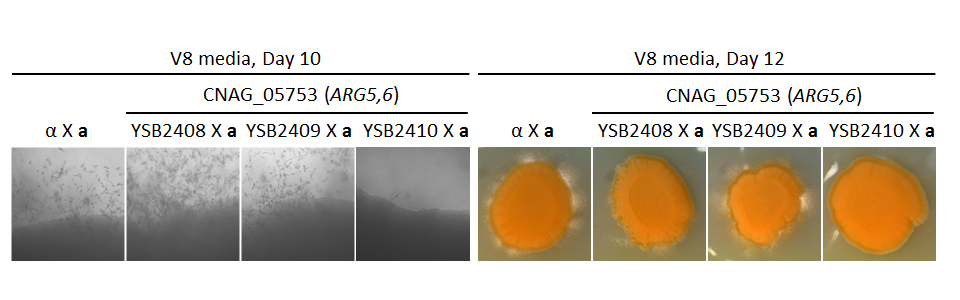 Growth phenotype for CNAG_05753T0