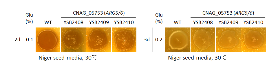 Melanin phenotype for CNAG_05753T0
