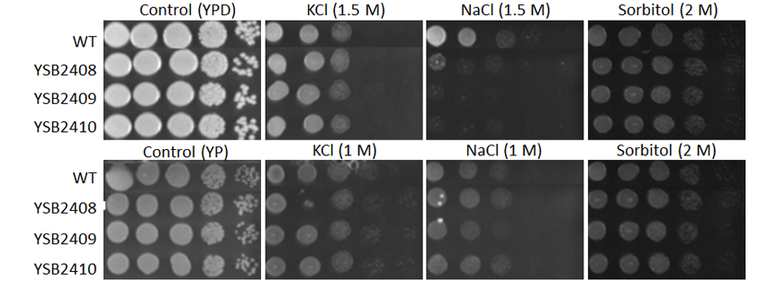 Osmotic stress phenotype for CNAG_05753T0