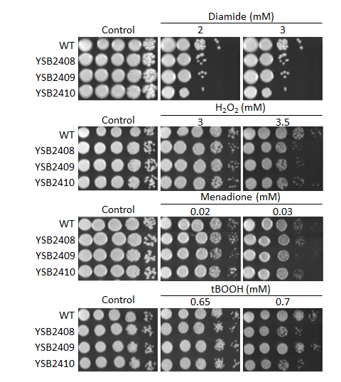 Oxidative stress phenotype for CNAG_05753T0