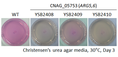 Urease phenotype for CNAG_05753T0