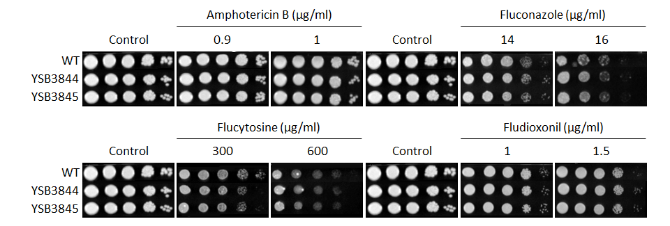 Antifungal drug susceptibility for CNAG_05771T1