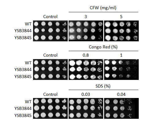 Cell wall stress phenotype for CNAG_05771T1