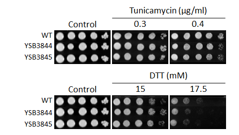 ER stress phenotype for CNAG_05771T1