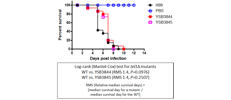 Galleria mellonella virulence data for CNAG_05771T1