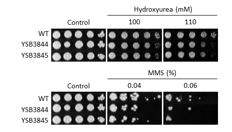 Genotoxic stress phenotype for CNAG_05771T1