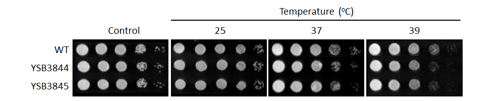 Growth phenotype for CNAG_05771T1