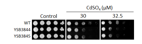 Heavy metal stress phenotype for CNAG_05771T1
