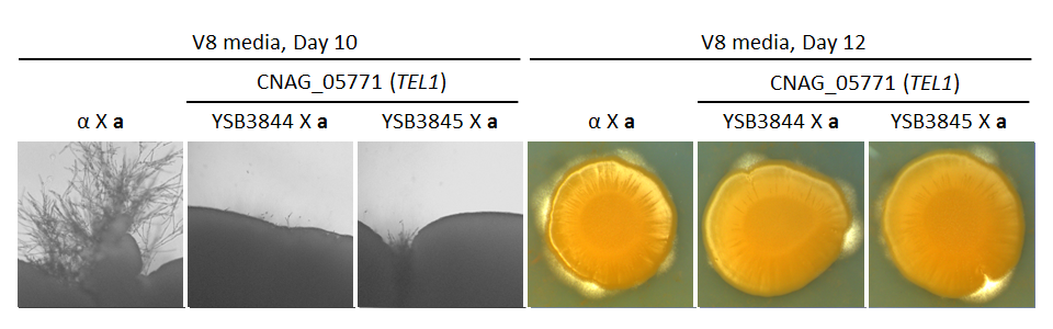 Growth phenotype for CNAG_05771T1