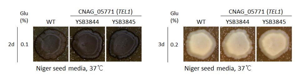 Melanin phenotype for CNAG_05771T1
