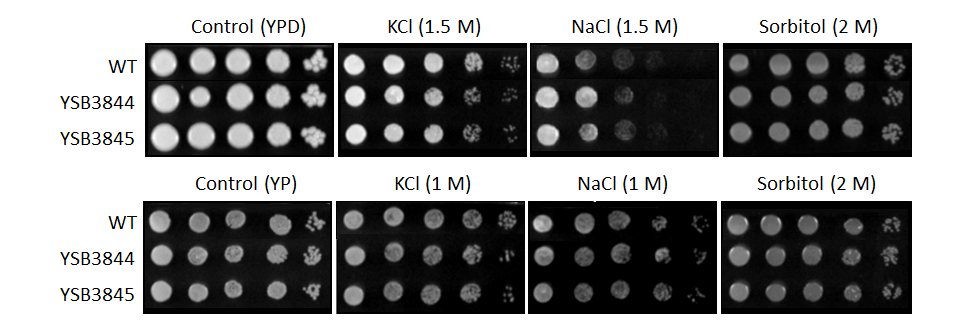 Osmotic stress phenotype for CNAG_05771T1