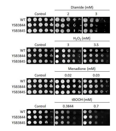 Oxidative stress phenotype for CNAG_05771T1