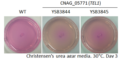 Urease phenotype for CNAG_05771T1