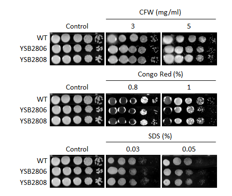 Cell wall stress phenotype for CNAG_05965T0