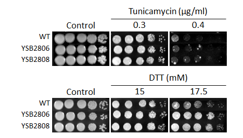 ER stress phenotype for CNAG_05965T0