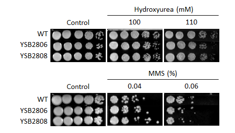 Genotoxic stress phenotype for CNAG_05965T0