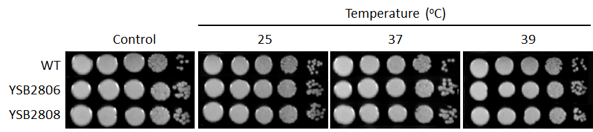 Growth phenotype for CNAG_05965T0