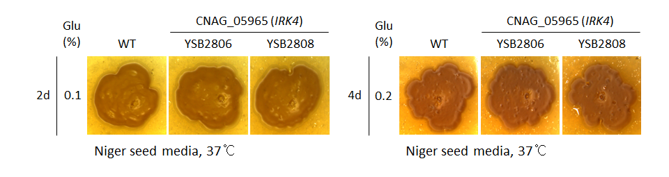 Melanin phenotype for CNAG_05965T0