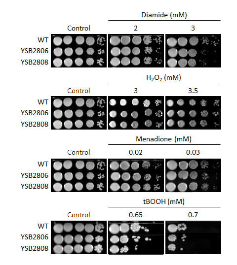 Oxidative stress phenotype for CNAG_05965T0