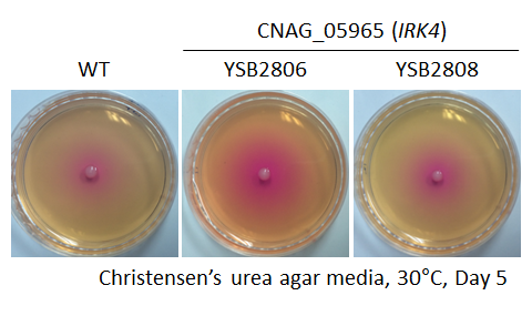 Urease phenotype for CNAG_05965T0