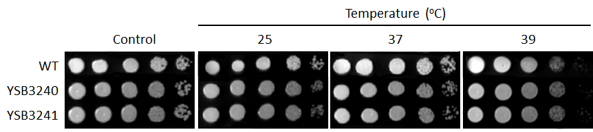 Growth phenotype for CNAG_06033T0